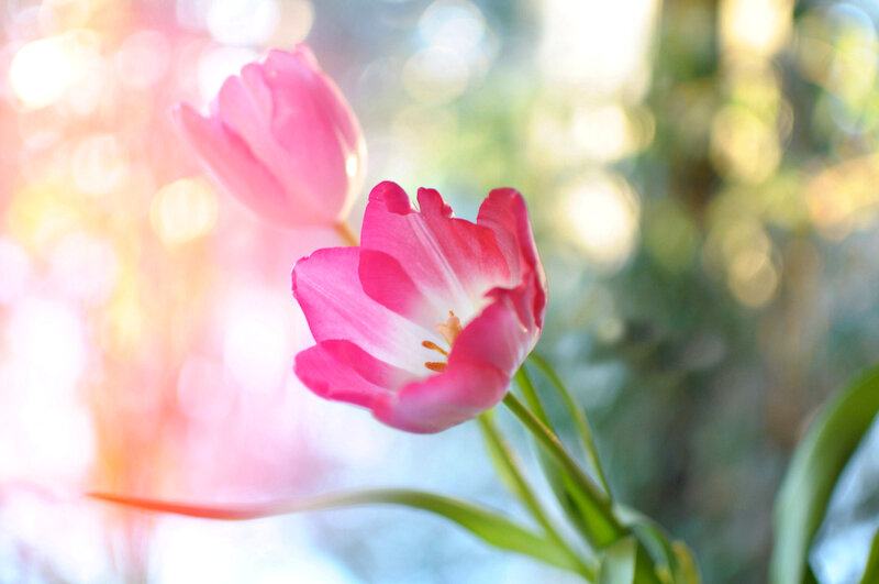 Pink Tulip Flowers — Serene, Morning