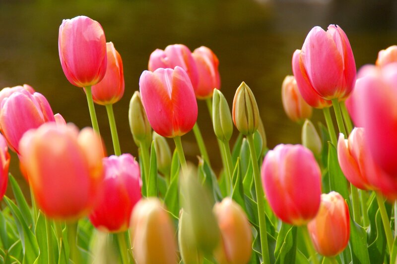 Pink Tulip Flowers — Serene, Spring, Photograph, Buds, Green Stems