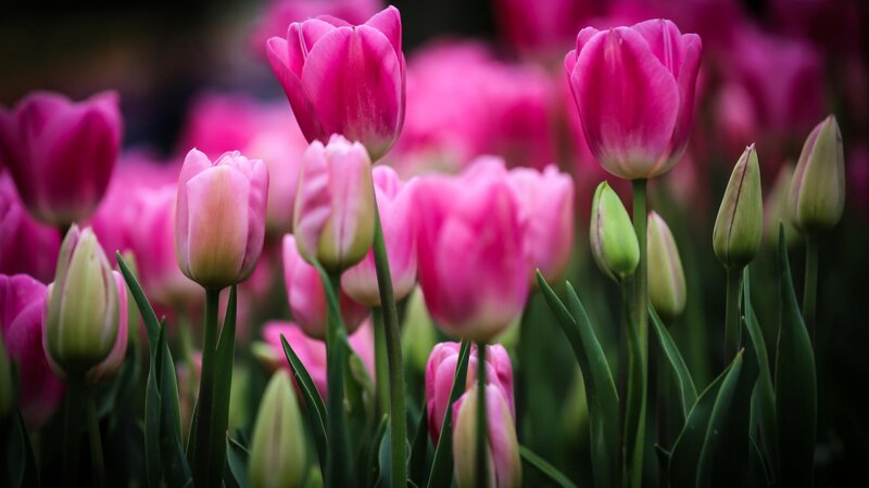 Pink Tulip Flowers — Serene, Spring, Photograph, Buds