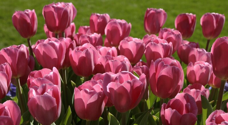 Pink Tulip Flowers — Serene, Spring, Photograph, Grass
