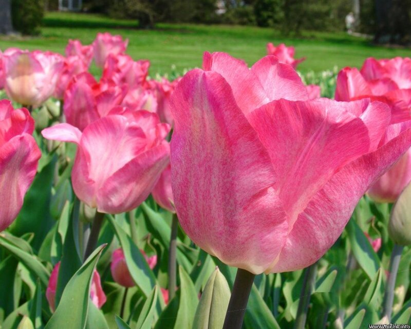 Pink Tulip Flowers — Serene, Spring, Photograph, Green Grass, Leaves