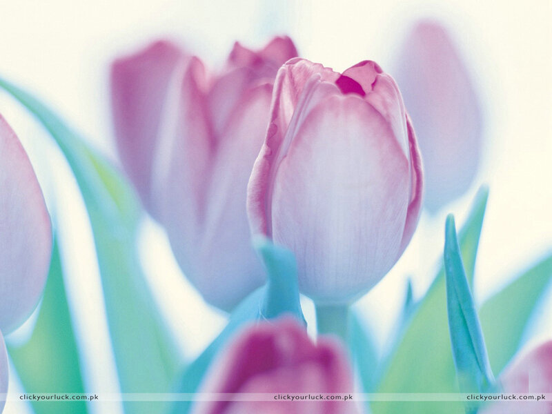 Pink Tulip Flowers — Serene, Spring, Photograph, Green Leaves, Bloom