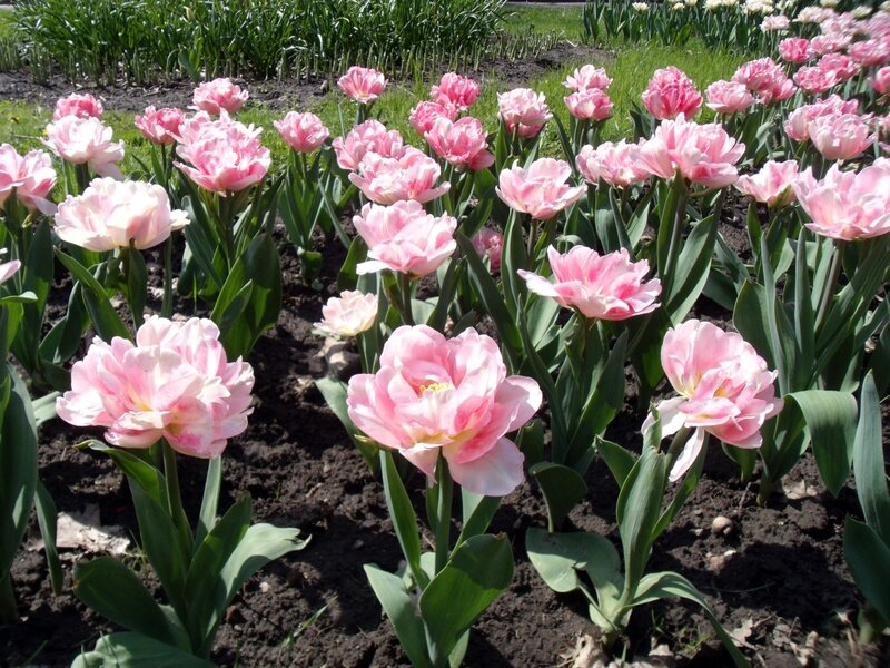 Pink Tulip Flowers — Serene, Spring, Photograph, Green Leaves, Soil