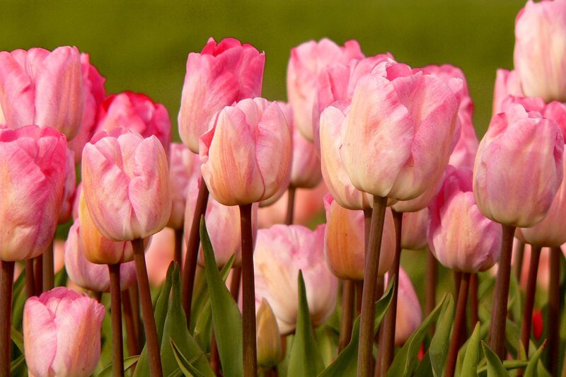 Pink Tulip Flowers — Serene, Spring, Photograph, Green Leaves, Stems