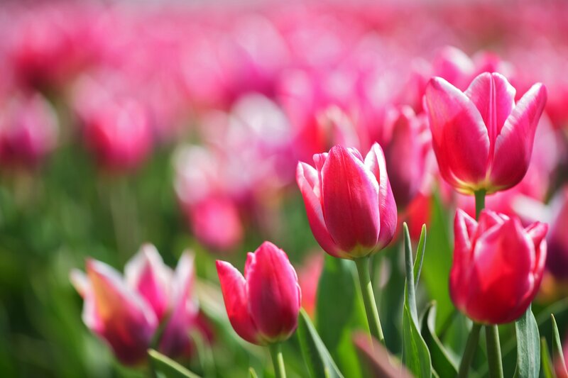 Pink Tulip Flowers — Serene, Spring, Photograph, Green Leaves, Sunlight