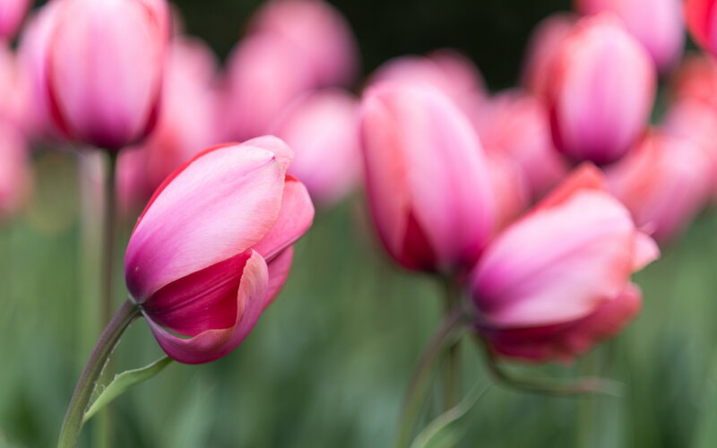 Pink Tulip Flowers — Serene, Spring, Photograph, Green Stems, Blurred Background