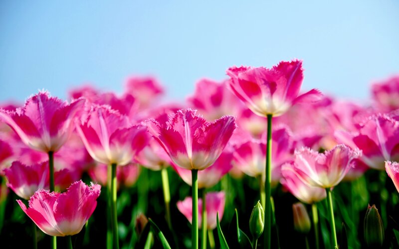 Pink Tulip Flowers — Serene, Spring, Photograph, Green Stems, Buds