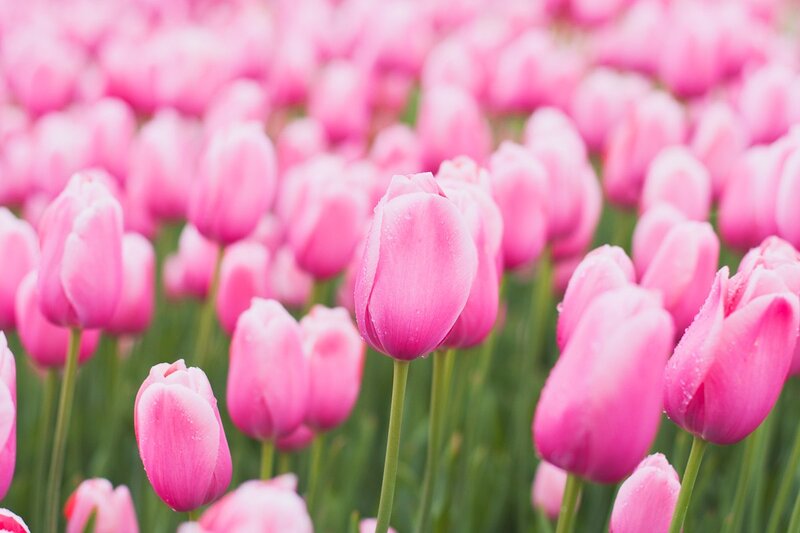 Pink Tulip Flowers — Serene, Spring, Photograph, Green Stems, Dew Drops