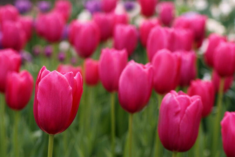 Pink Tulip Flowers — Serene, Spring, Photograph, Green Stems, Field