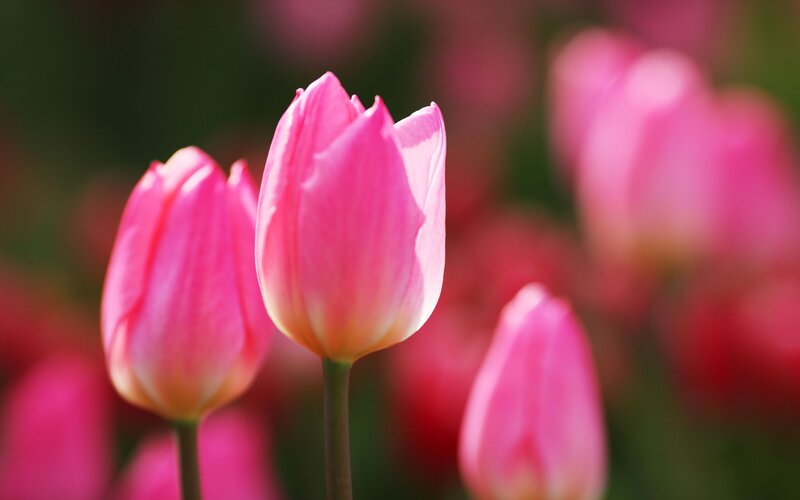 Pink Tulip Flowers — Serene, Spring, Photograph, Stems, Blurred Background