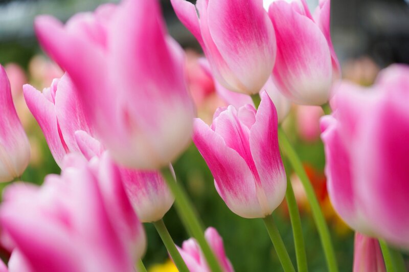 Pink Tulip Flowers — Serene, Spring, Photograph, Stems