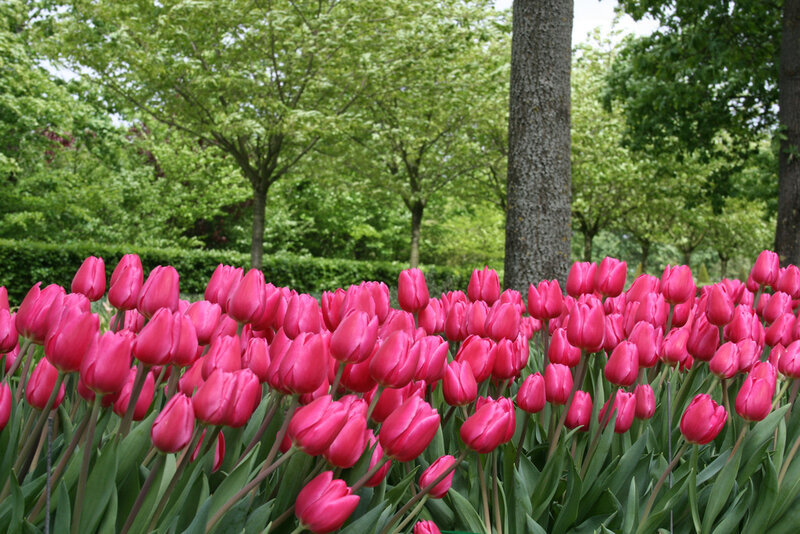 Pink Tulip Flowers — Serene, Spring, Photograph