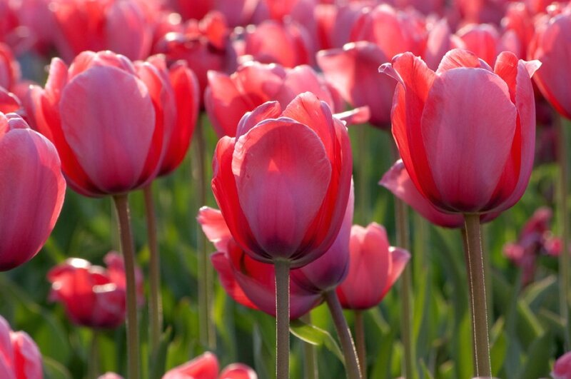 Pink Tulip Flowers — Serene, Spring