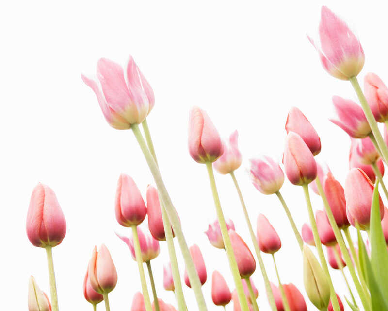 Pink Tulip Flowers — Serene