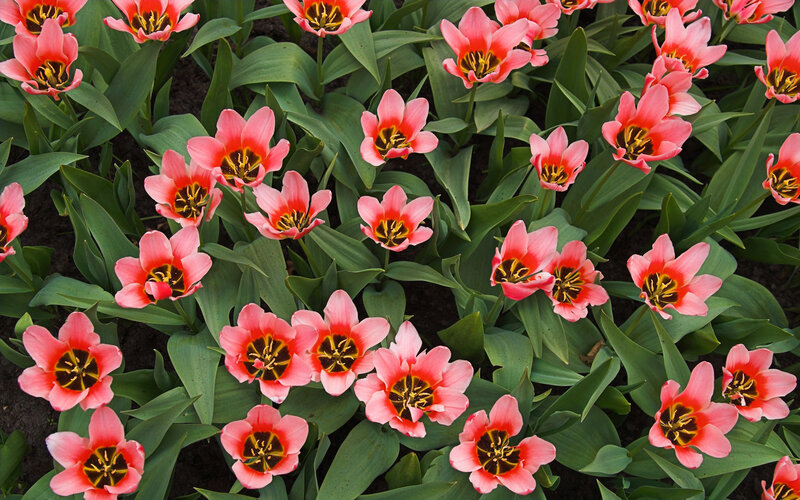 Pink Tulip Flowers