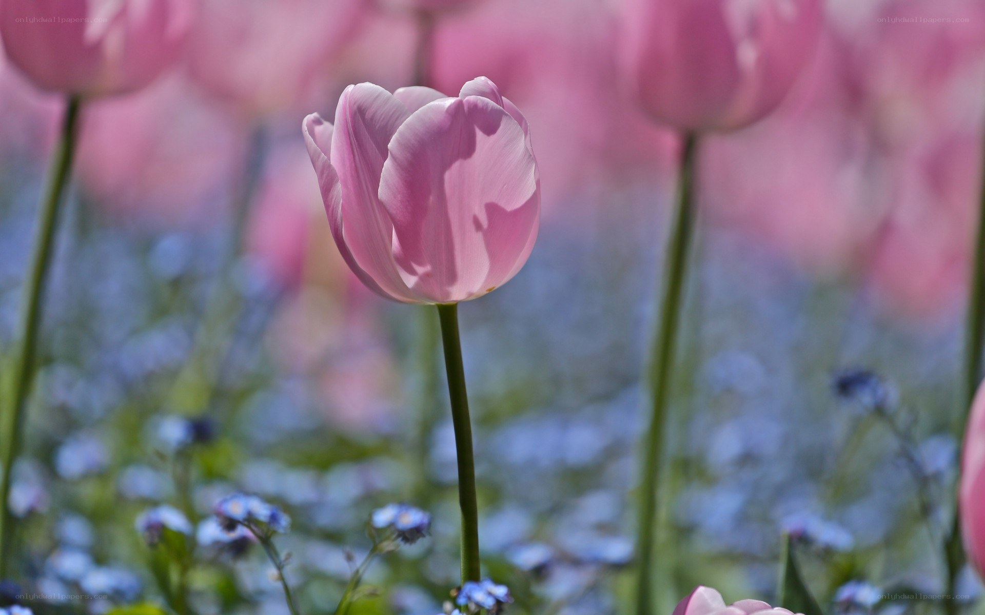 Pink tulip in a field