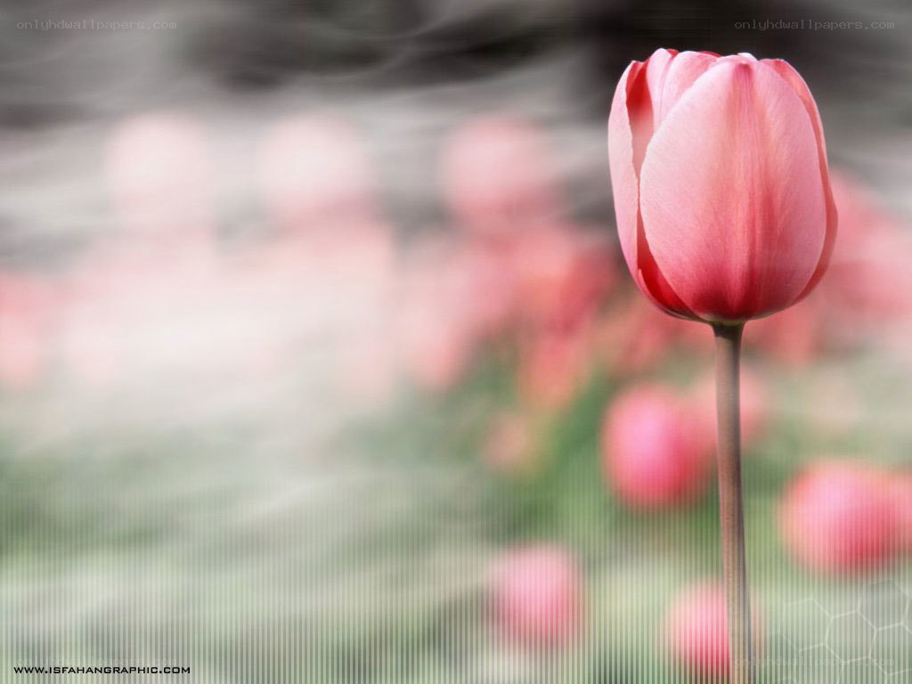 Pink tulip in a field