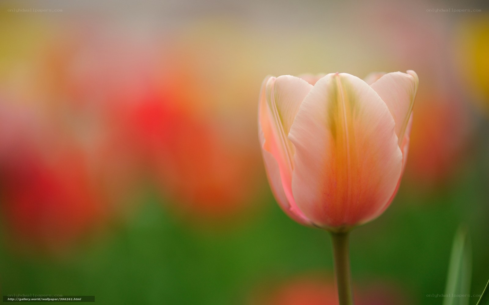 Pink tulip in a field