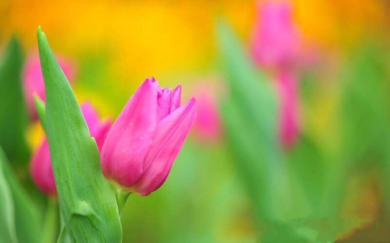 Pink tulip in a garden