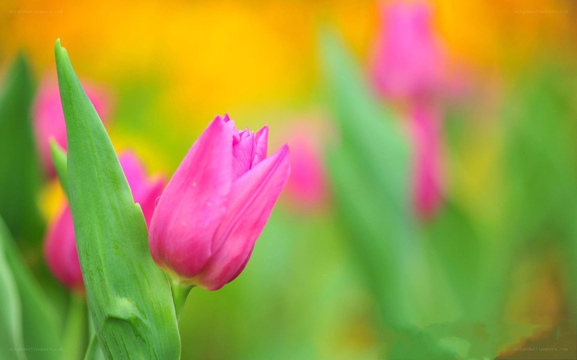 Pink tulip in a garden