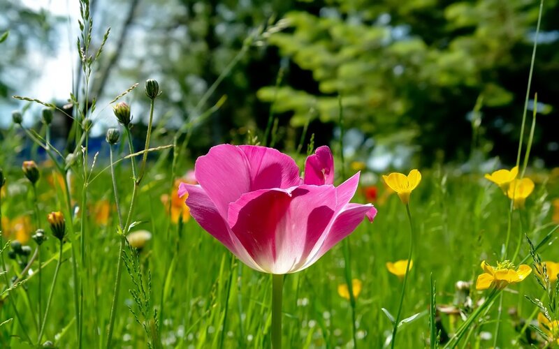 Pink tulip in a sunny meadow