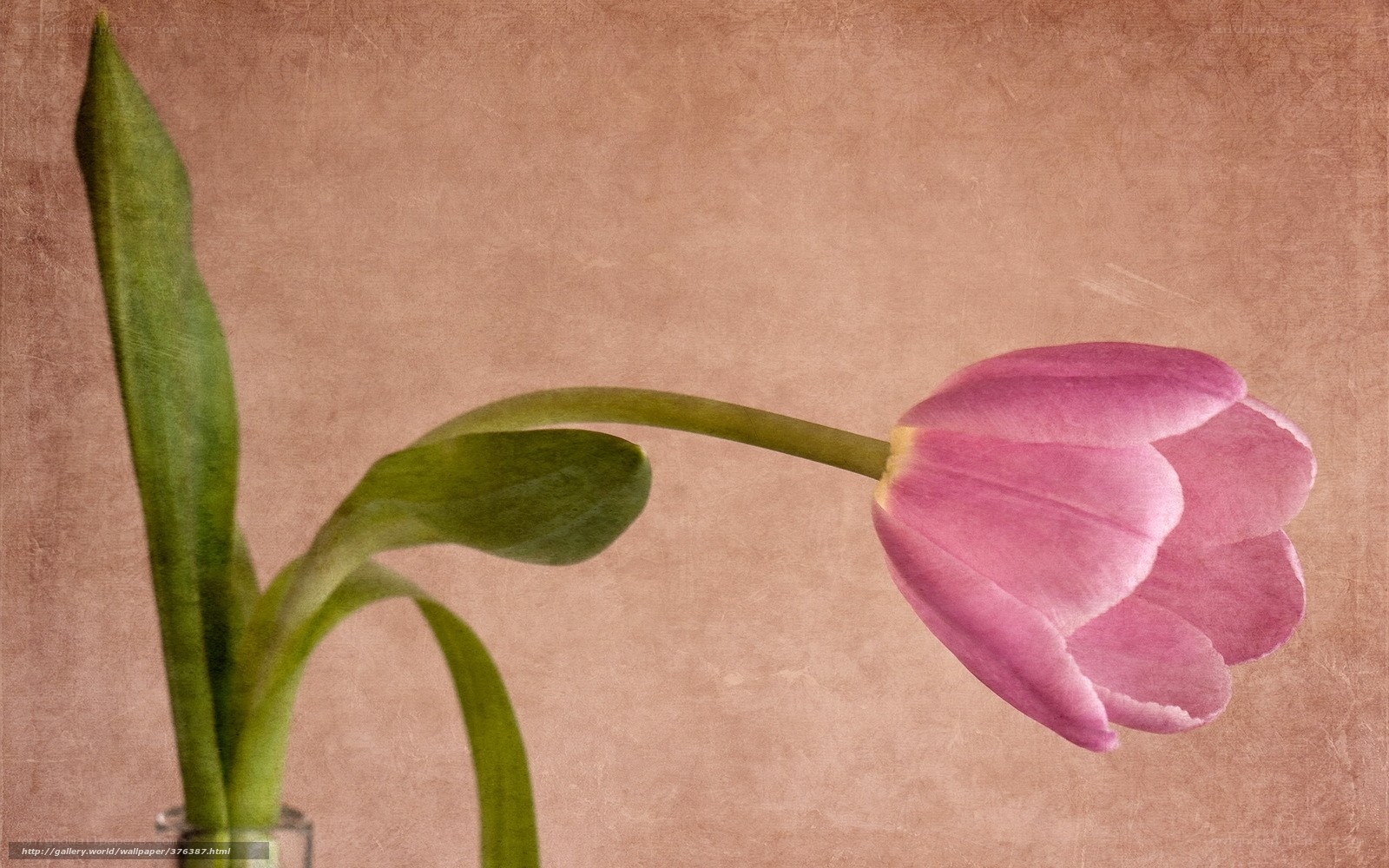 Pink tulip in a vase