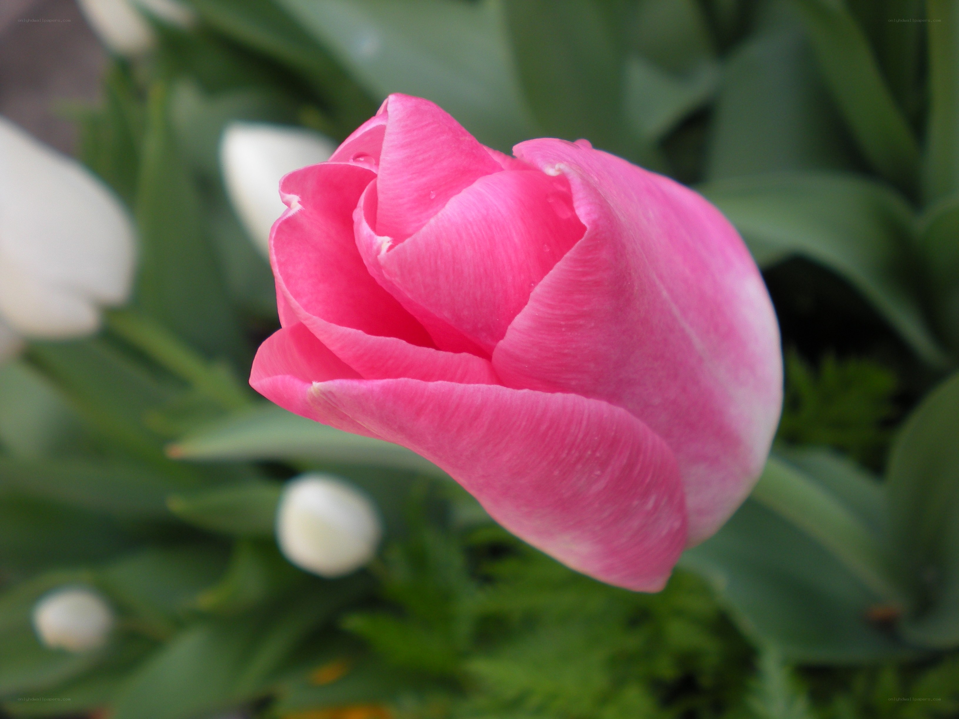 Pink tulip in bloom