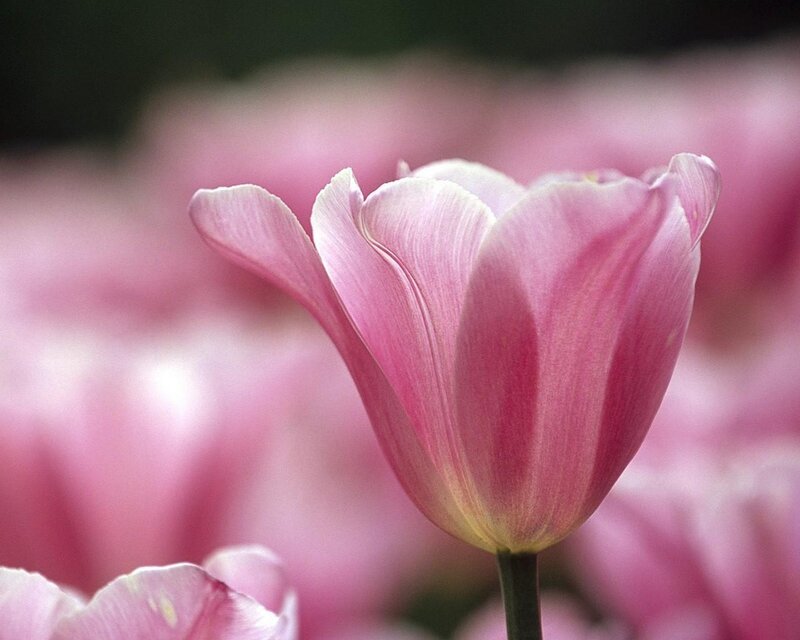 Pink tulip in bloom