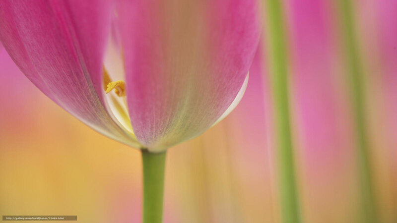 Pink tulip in bloom