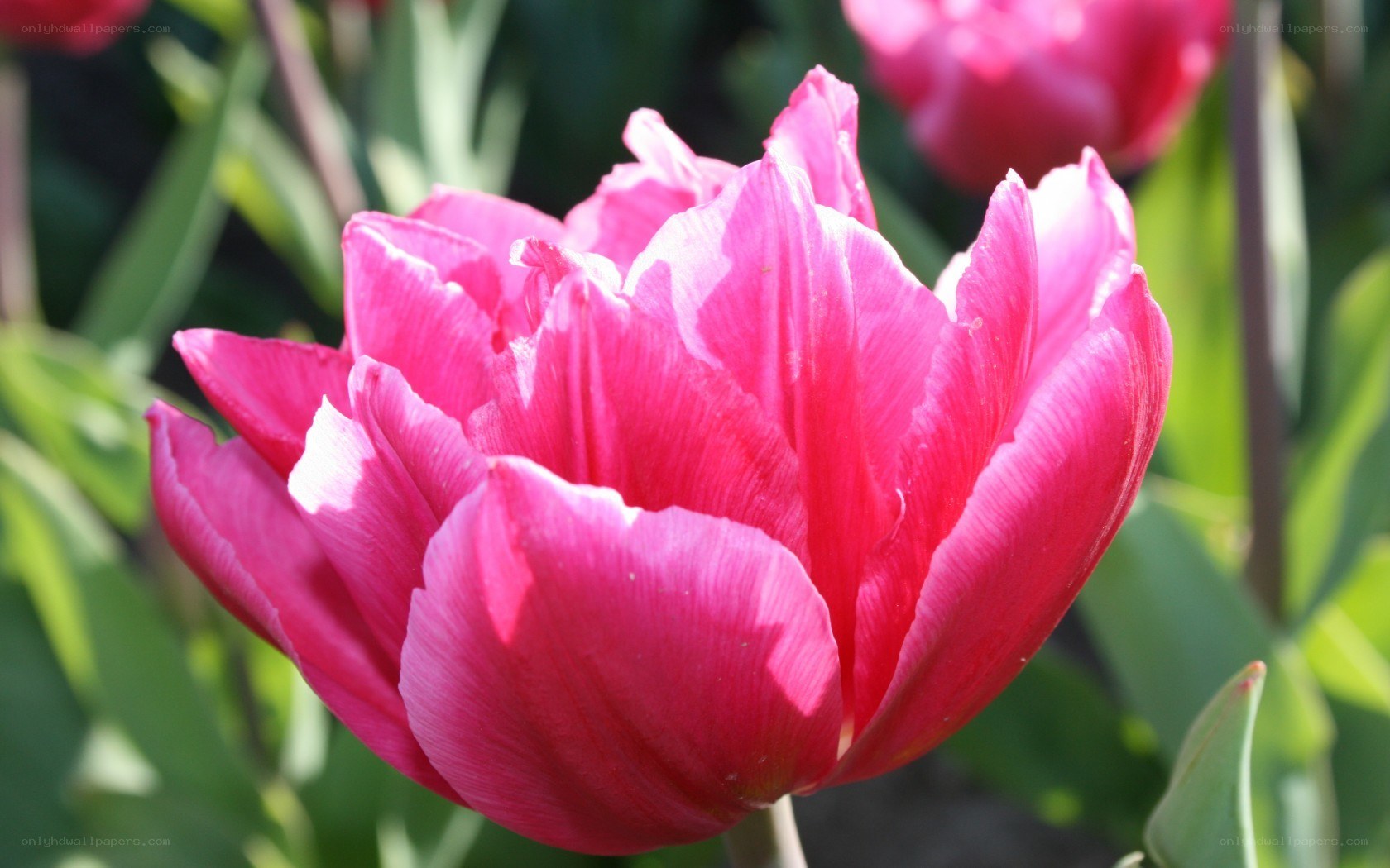 Pink tulip in bloom