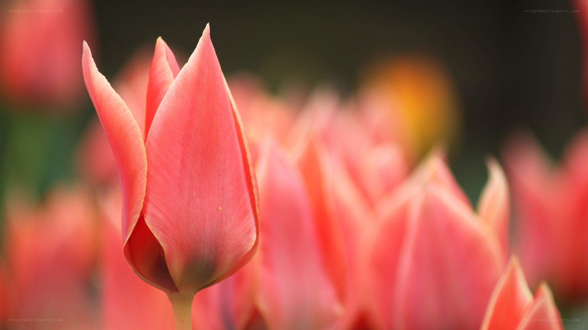 Pink tulip in bloom