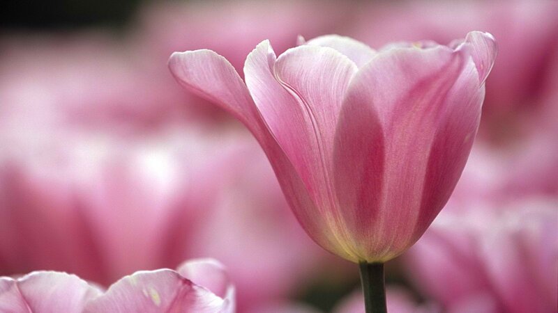 Pink tulip in bloom