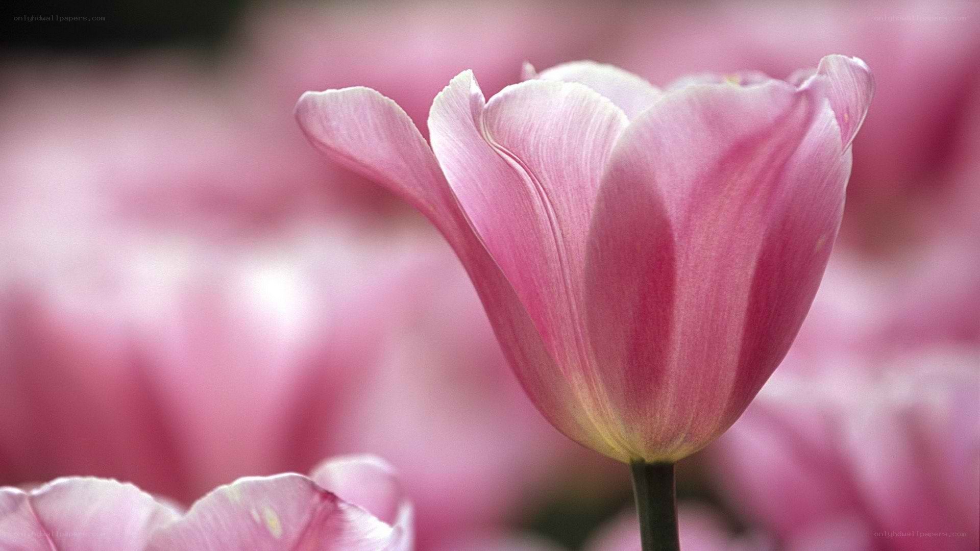 Pink tulip in bloom