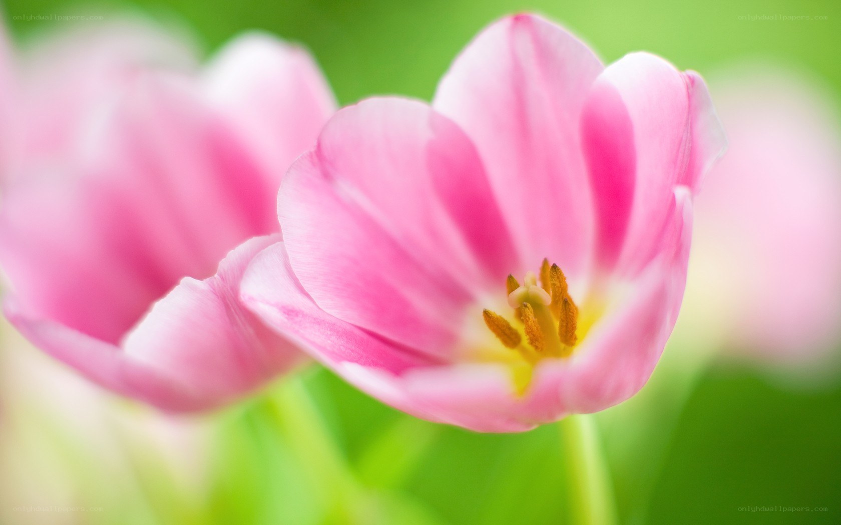 Pink tulip in bloom