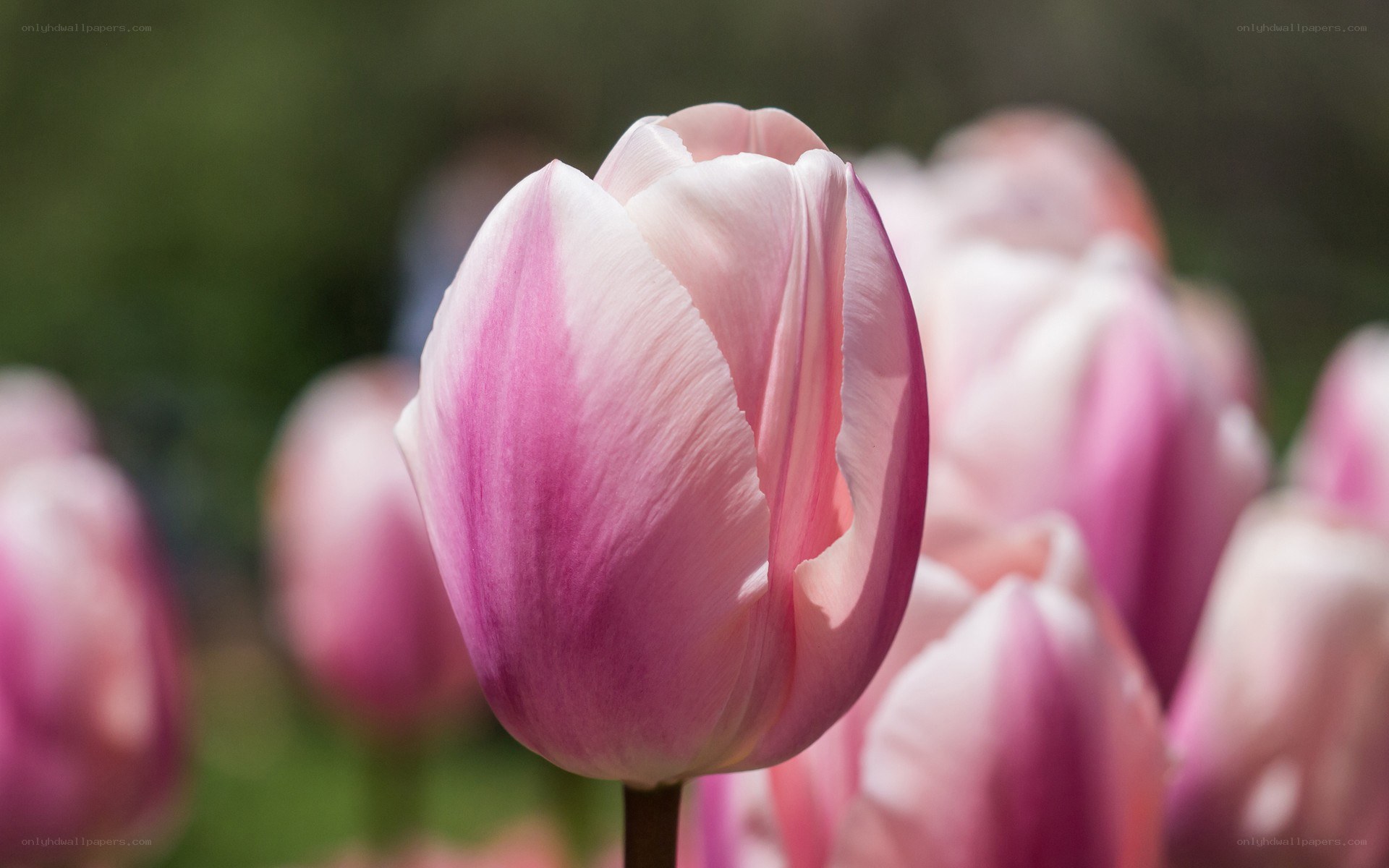Pink tulip in bloom