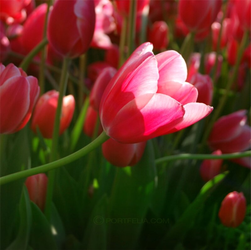 Pink Tulip in Bloom — Serene, Afternoon