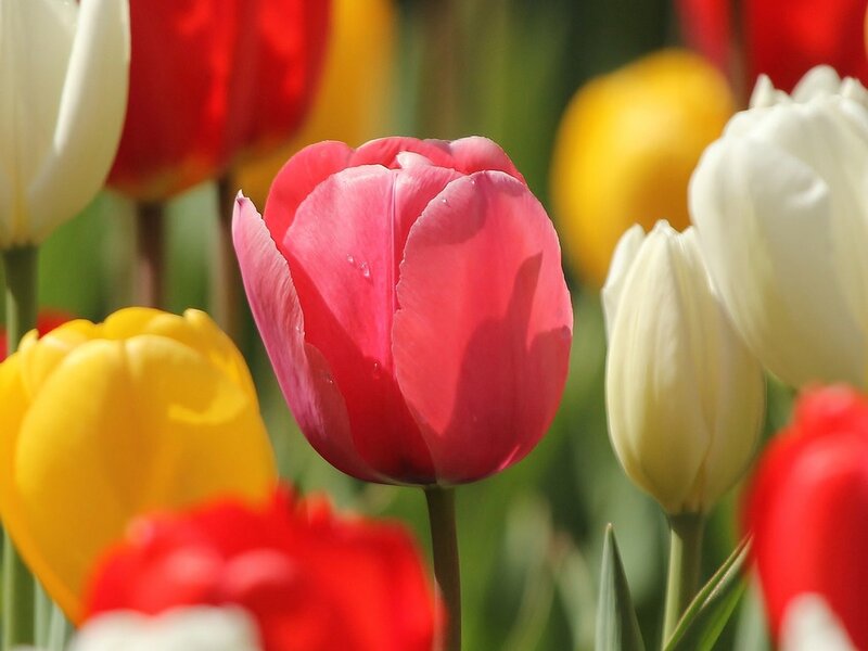 Pink Tulip in Bloom — Serene, Spring, Photograph