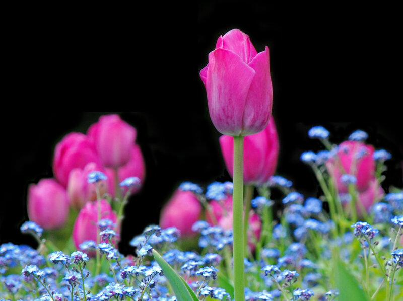Pink Tulip in Bloom — Serene, Spring
