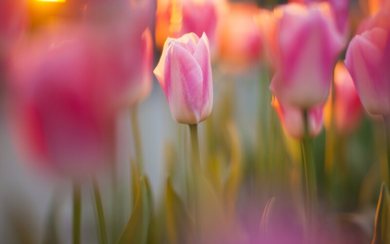 Pink Tulip in Bloom — Serene, Sunset