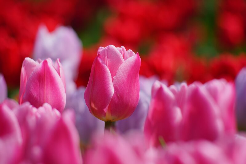 Pink Tulip in Bloom — Serene