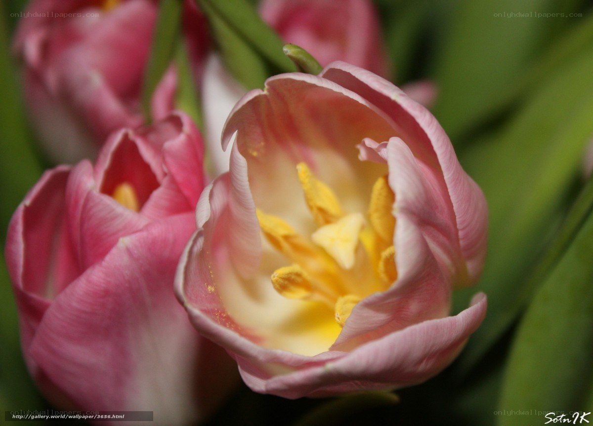 Pink tulip in bloom