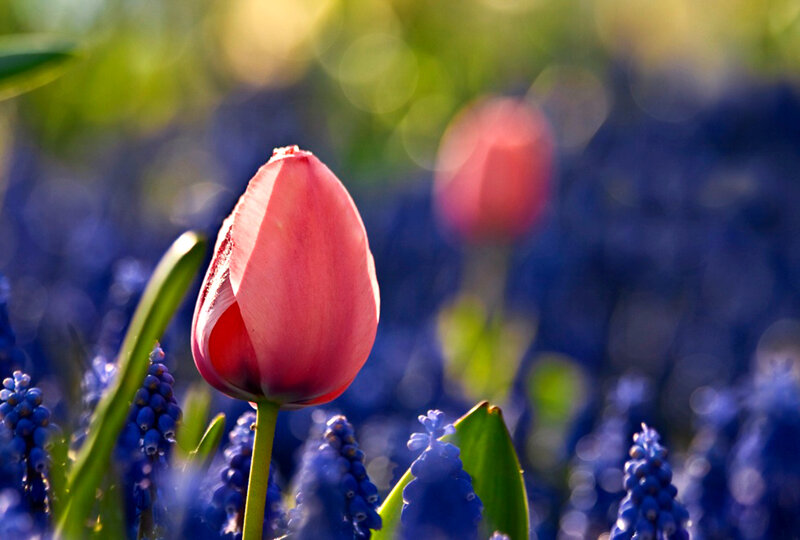 Pink Tulip in Blue Flowers — Serene