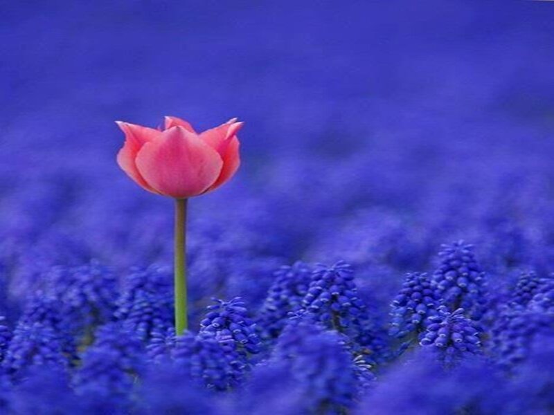 Pink Tulip in Blue Flowers