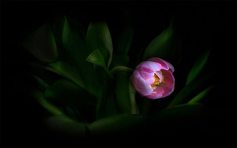 Pink tulip in darkness