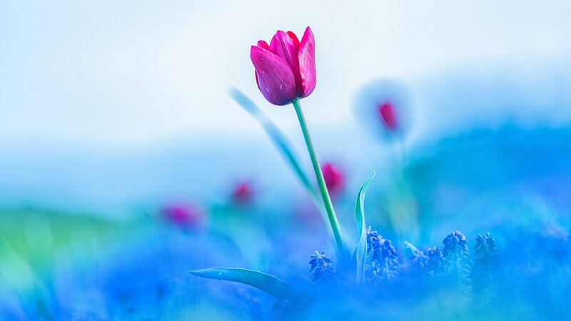 Pink Tulip in Field — Blue