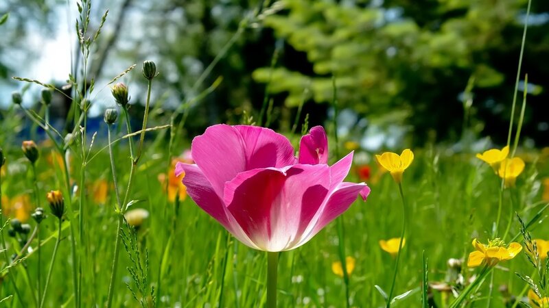 Pink Tulip in Field — Serene, Afternoon