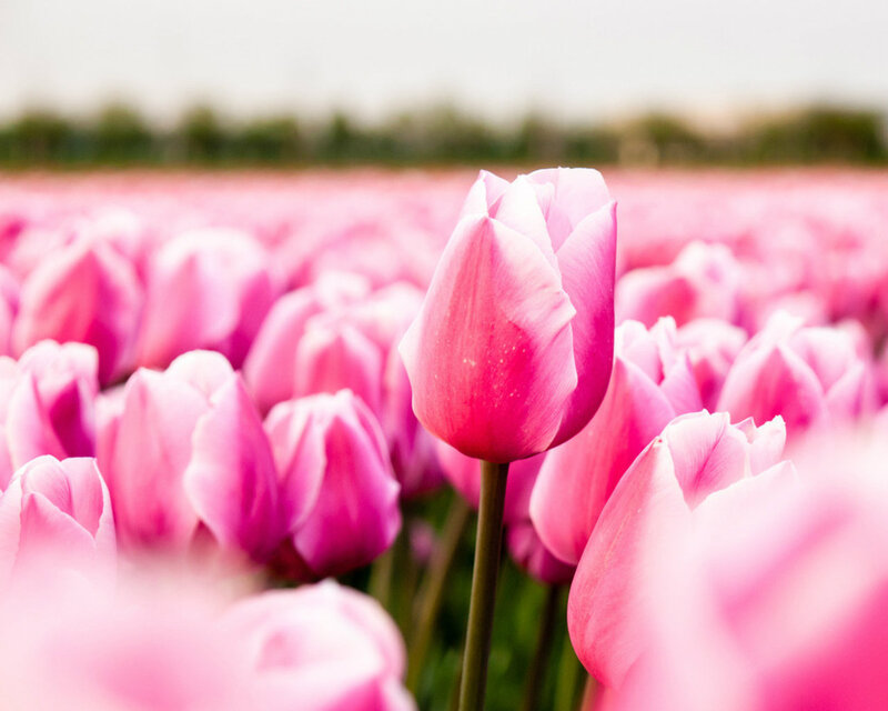 Pink Tulip in Field — Serene, Spring, Photograph, Sky
