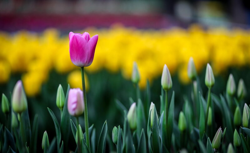 Pink Tulip in Field — Serene, Spring, Photograph