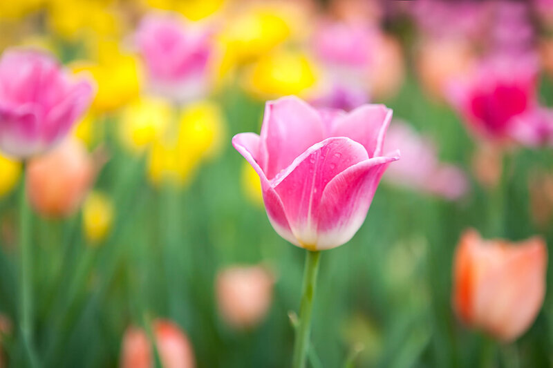 Pink Tulip in Field — Serene, Spring, Photograph, Yellow Flowers