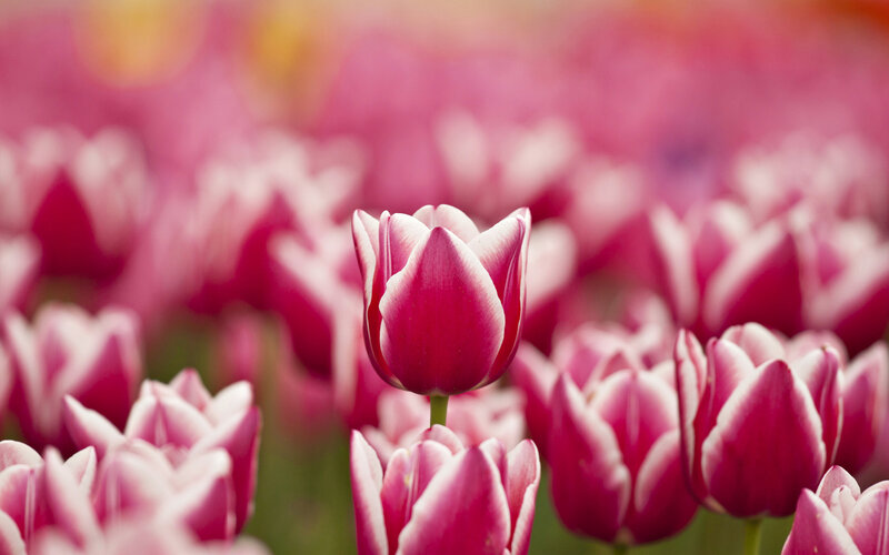 Pink Tulip in Field — Serene, Spring